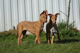 �t��ata faraonsk�ho honi�e