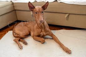 �t��ata faraonsk�ho honi�e