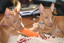 2 �t��ata faraonsk�ho honi�e