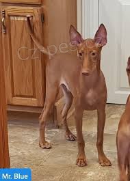 2 �t��ata faraonsk�ho honi�e