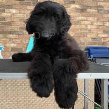 �t��ata afgh�nsk�ho honi�e