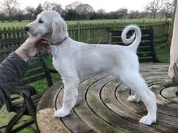 2 �t��ata afgh�nsk�ho honi�e