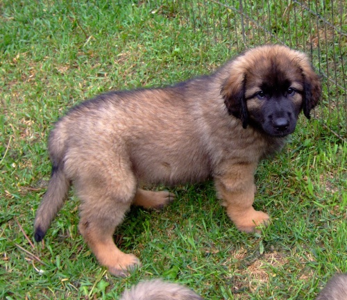 Prod�m �t��ata leonbergera