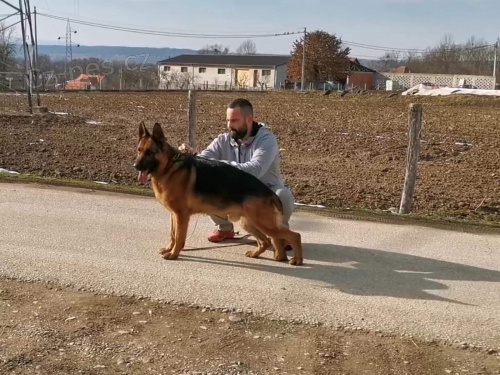 N�meck� ov��k na prodej