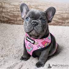 �t��ata francouzsk�ho buldo�ka