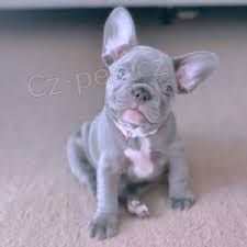 �t��ata francouzsk�ho buldo�ka