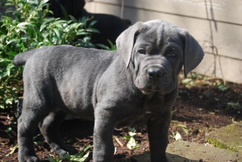 �t��ata cane corso na prodej v m�m okol�