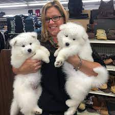 sladk� samoyed �t��ata