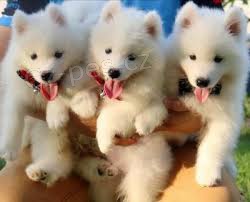 sladk� samoyed �t��ata