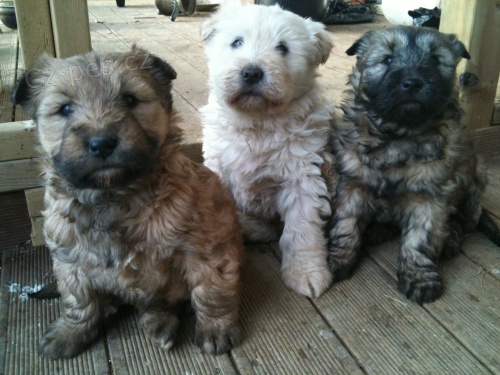 �t��ata Sapsali na prodej pobl� m�