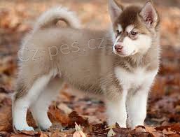 �t��ata alja�sk�ho malamutu 