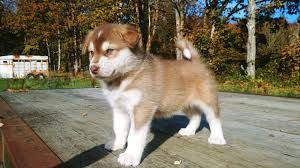 �t��ata alja�sk�ho malamutu 