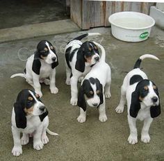 �t��ata �v�carsk�ho niederlaufsk�ho psa na prodej v m�m okol�