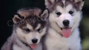 �t��ata alja�sk�ho malamutu 