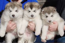 �t��ata alja�sk�ho malamutu 