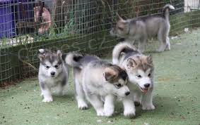 �t��ata alja�sk�ho malamutu 