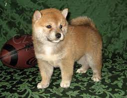 Shiba Inu �t��ata