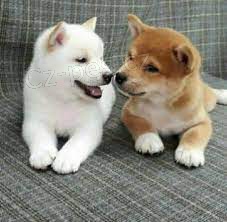 Shiba Inu �t��ata