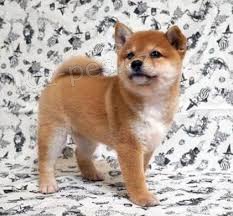 Shiba Inu �t��ata