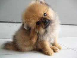 Pomeransk� �t��ata 