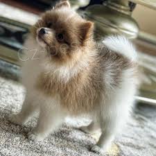 Pomeransk� �t��ata 