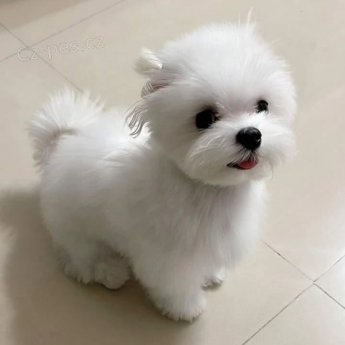 sladk� maltsk� �t���tka 