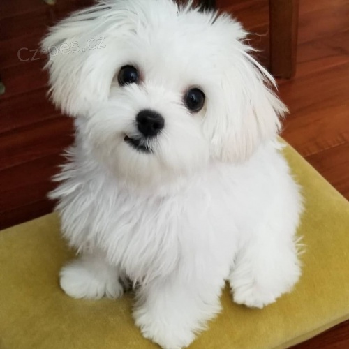 sladk� maltsk� �t���tka 