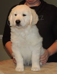 �t��ata zlat�ho retr�vra