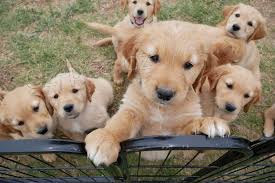 �t��ata zlat�ho retr�vra