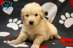 �t��ata zlat�ho retr�vra