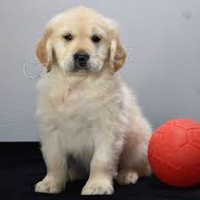 �t��ata zlat�ho retr�vra