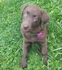 labradorsk� retr�vr