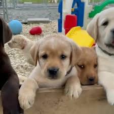 labradorsk� retr�vr