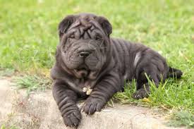 shar-pei �t��ata k dispozici