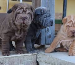 shar-pei �t��ata k dispozici