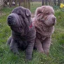 shar-pei �t��ata k dispozici