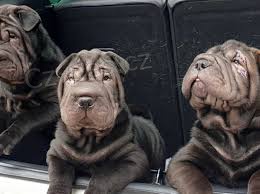 shar-pei �t��ata k dispozici