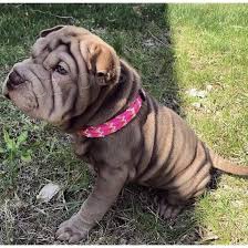 shar-pei �t��ata k dispozici
