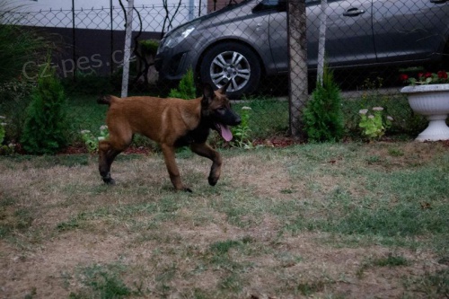 Belgick� ov��k malinois