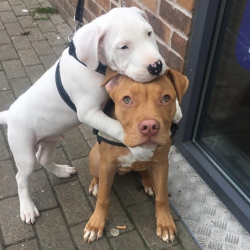 �t��ata americk�ho pitbulteri�ra.