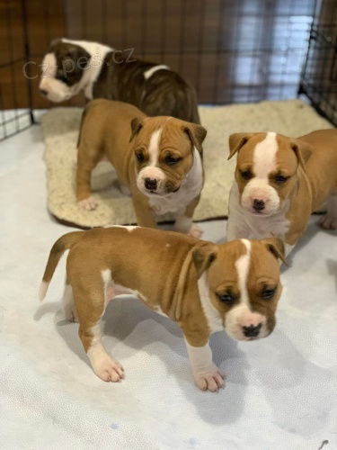 �t��ata americk�ho staford��rsk�ho teri�ra.