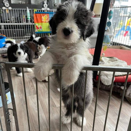 �t���tka vousat�ch koli�.