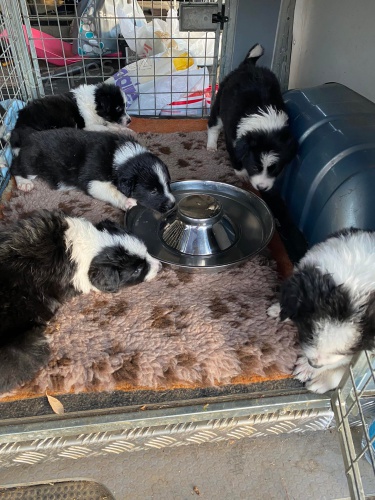 �t��ata border kolie.