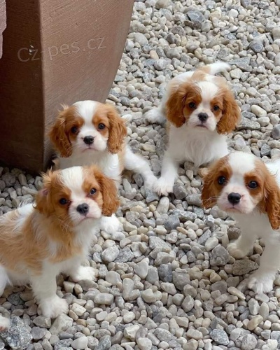 Kaval�r King Charles �pan�l �t��ata.