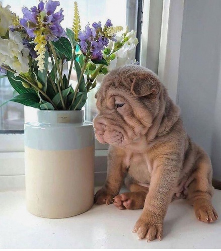 Shar-Pei �t��ata.