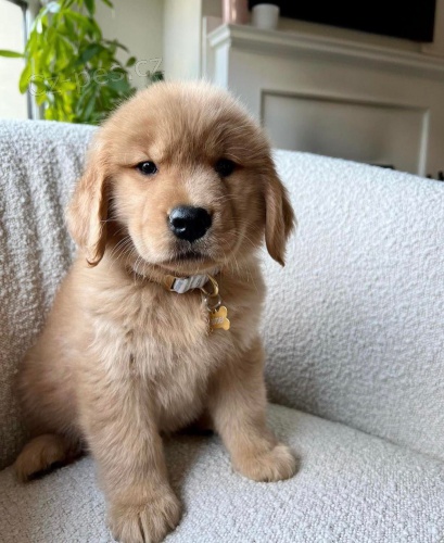 �t��ata zlat�ho retr�vra.