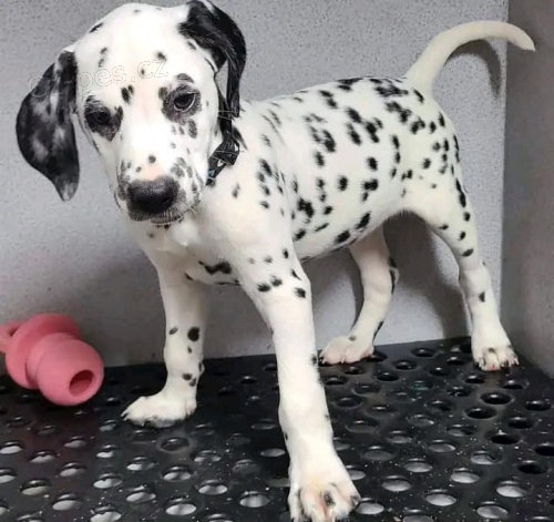 Dalmatsk� �t��ata.