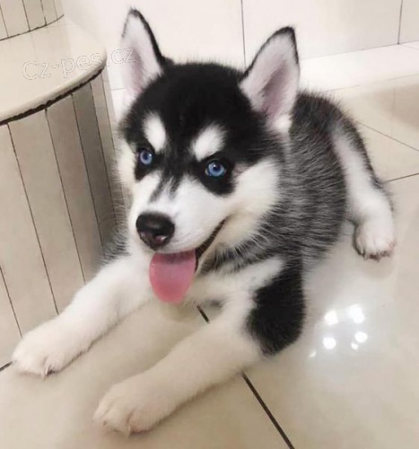 o�kovan� a od�erven� sibi�sk� husky s modr�ma o�ima k adopci.