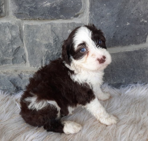 pes a fenka �t��ata portugalsk�ho vodn�ho psa k adopci.