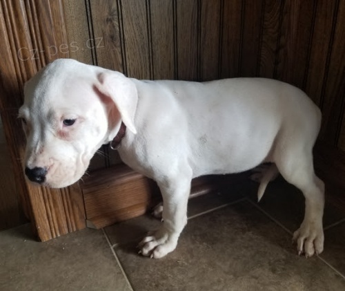 Argentinsk� doga �t��ata k adopci.